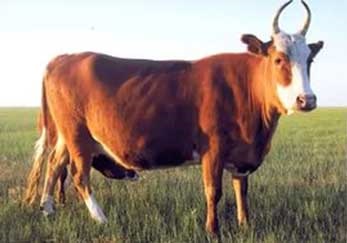 Bovine mongolă, omedvet