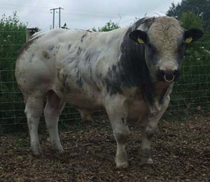 Bovine mongolă, omedvet