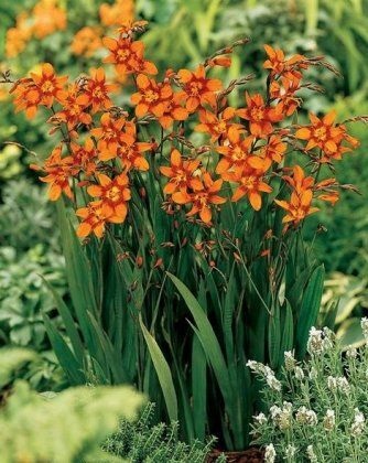Montbretia sau gladiolus japonez - flori și arbuști ornamentali