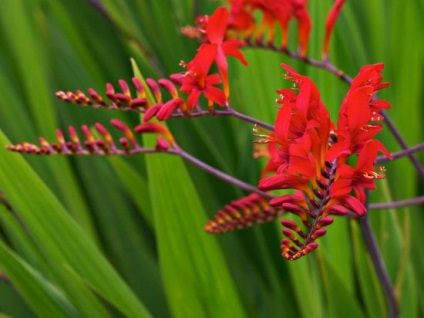 Montbretia vagy japán gladiolus - díszvirágok és cserjék