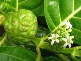 Morinda sau noni - droguri tropicale miracol de plante, nsp - produse solare