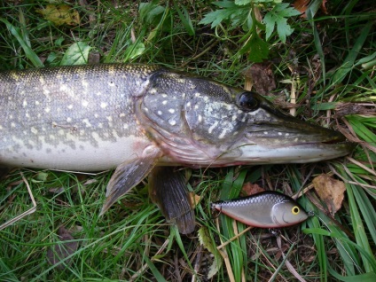 Sliderul meu preferat pentru salmo