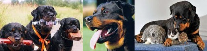 Megtarthatom a Rottweiler láncokat