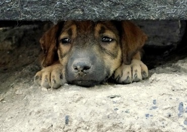 Pot musulmanii să mănânce câini