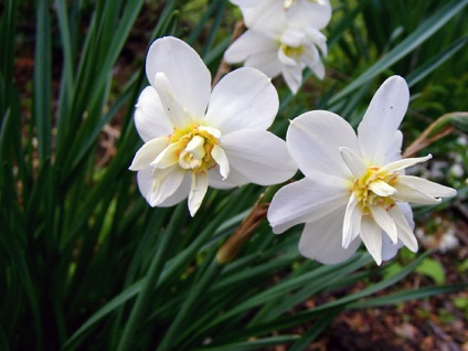 Narcise în toamnă - plantarea pe teren deschis, cum și când să planteze narcisele în toamnă; îngrijirea narciselor