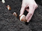 Narcise în toamnă - plantarea pe teren deschis, cum și când să planteze narcisele în toamnă; îngrijirea narciselor