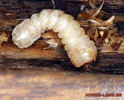 Larva gândacului de scoarță