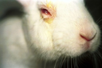 Bolile non-contagioase ale iepurilor, site-ul agricol