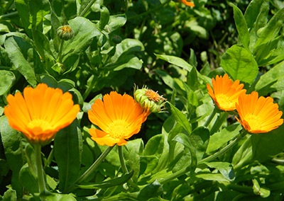 Amestecurile de medicamente (calendula) - proprietăți, tratament, aplicare