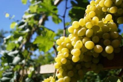 Metszés szőlőt nyáron