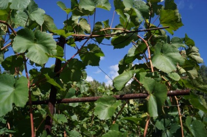 Metszés szőlőt nyáron