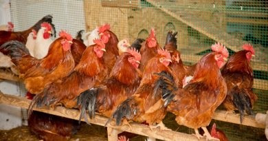 Informații generale despre găini, o stațiune - reproducere