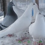 Огляд поштових голубів їх види, фото і відео (види) Огляд поштових голубів їх види, фото і відео