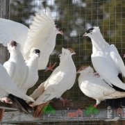 Огляд поштових голубів їх види, фото і відео (фото) Огляд поштових голубів їх види, фото і відео