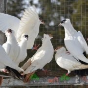 Privire de ansamblu a porumbeilor posturi, tipurile, fotografiile și videoclipurile