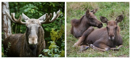 Site-ul oficial al parcului național - insula moose - stația bio elan