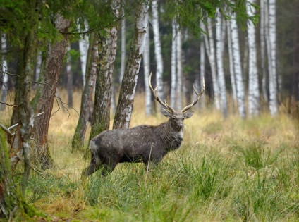 Site-ul oficial al parcului național - insula moose - stația bio elan