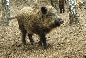 Animalele periculoase din pădure