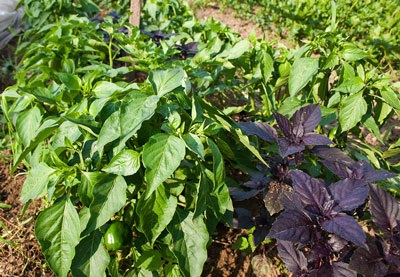 Agricultura ecologică