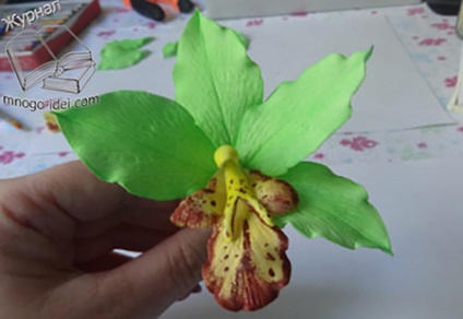 Orhidee din clasa maestru fameirana