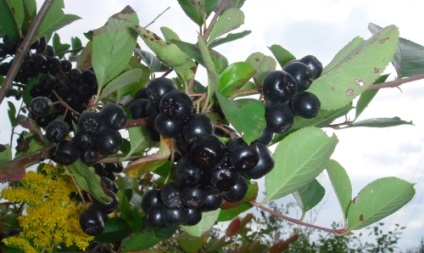 Toamna fructe de padure decât sunt utile pentru un viburnum, o cowberry, o rowanberry
