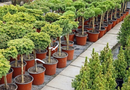 Regulile de bază pentru plantarea arborilor și arbuștilor din grădiniță