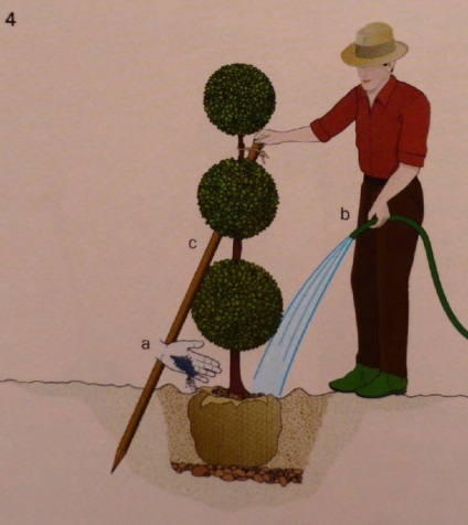 Regulile de bază pentru plantarea arborilor și arbuștilor din grădiniță