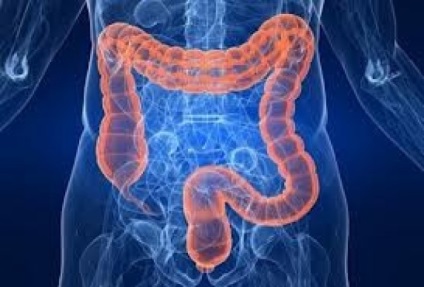 Caracteristicile alimentării cu sânge a părților inferioare ale intestinului gros