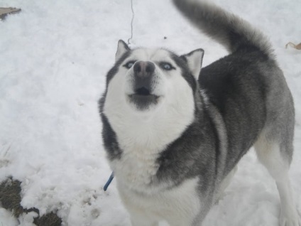 Caracteristicile rasei Husky din Alaska