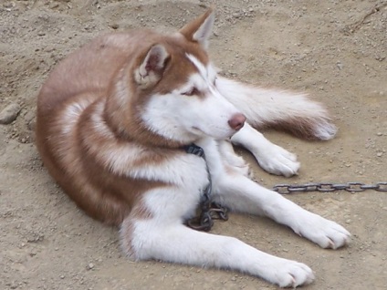 Caracteristicile rasei Husky din Alaska