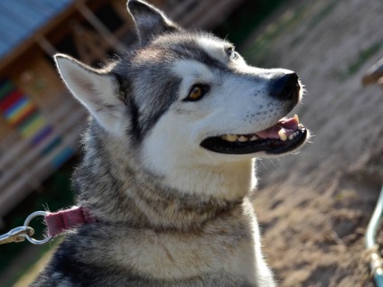 Caracteristicile rasei Husky din Alaska