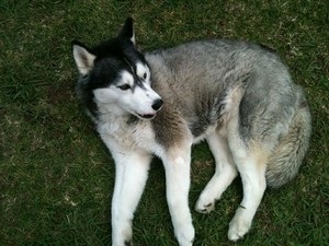 Caracteristicile rasei Husky din Alaska