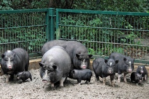 Caracteristicile de porci de reproducție vietnamez caracteristici pigs vislobryuhih, creșterea și îngrijirea, comentarii