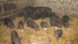 Caracteristicile de porci de reproducție vietnamez caracteristici pigs vislobryuhih, creșterea și îngrijirea, comentarii