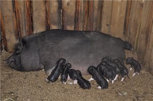 Caracteristicile de porci de reproducție vietnamez caracteristici pigs vislobryuhih, de reproducție și de îngrijire, comentarii
