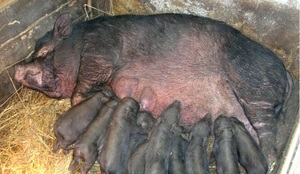 Caracteristicile de porci de reproducție vietnamez caracteristici pigs vislobryuhih, creșterea și îngrijirea, comentarii