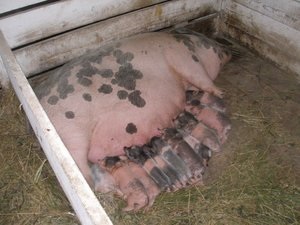 Caracteristicile de porci de reproducție vietnamez caracteristici pigs vislobryuhih, creșterea și îngrijirea, comentarii