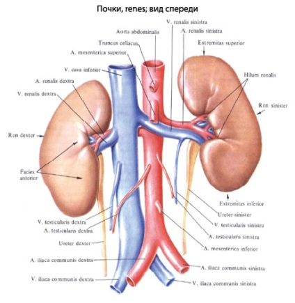 Eșecul renal acut; hemodializa, eurolab, urologie