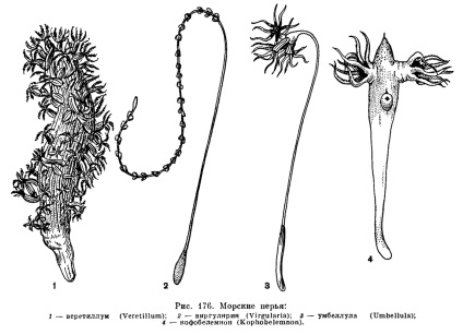 Ordinea penei marine (re-natularia) este