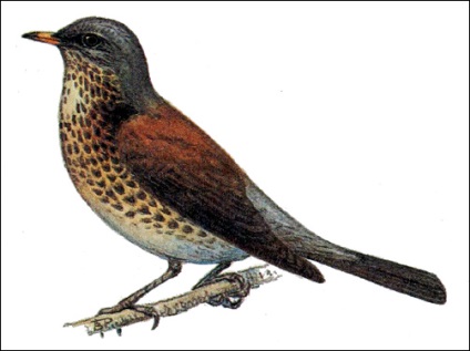 Passeriformes (passeriformes), mărimea speciilor greutăți ale paserilor care se răspândesc în mediu