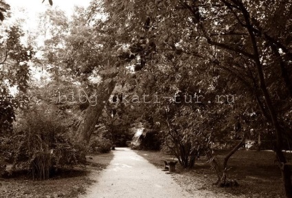 Parcul culturilor sudice, Adler cum să ajungi acolo, fotografie, istorie