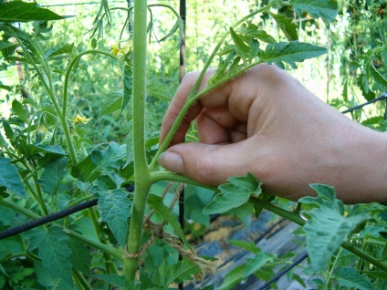 Fie pentru a patch-uri de tomate, floristica-consultanta