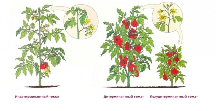 Fie pentru a patch-uri de tomate, floristica-consultanta