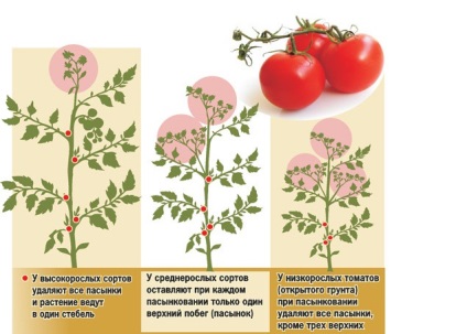 Fie pentru a patch-uri de tomate, floristica-consultanta
