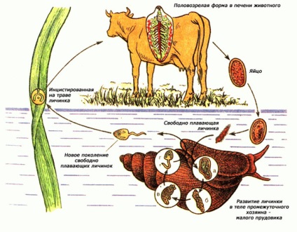 Hepatic fluke ca unul se poate infecta moduri si moduri