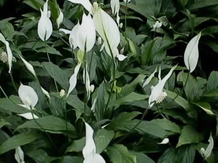 Transplant spathiphyllum - farmecul fericirii feminine