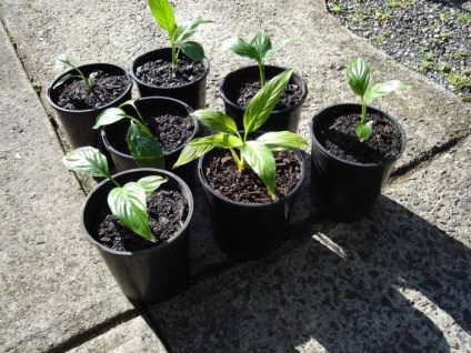 Transplant spathiphyllum - farmecul fericirii feminine