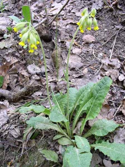 Primroses officinalis