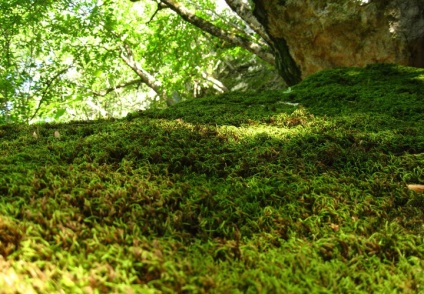 Peștera de permafrost