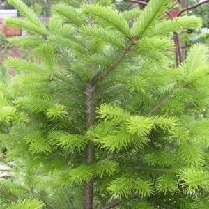 Siberian fir - billet, compoziție, ulei esențial, extract